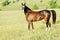 Brown horse with a beautiful tail stands in a field