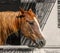 Brown horse on black and white background