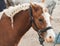 Brown horse with braided mane