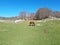 Brown horse in a bucolic landscape