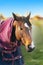 Brown horse with caparison in the farm yard