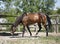 Brown horse in corral at the ranch