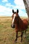 Brown horse in country field landscape