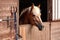 Brown horse, detail - only head visible out from wooden stables box