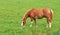 Brown horse eating grass on a field in the countryside with copyspace. One stallion or pony grazing in lush green