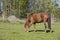 A brown horse eating grass in a green field in Finland.