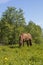 A brown horse eating grass on a green meadow in Finland.