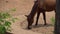 Brown horse eating grass on meadow