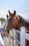 Brown horse is eating from hands of the young woman in corral farm