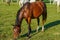 A brown horse eats grass in a meadow