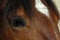 Brown horse eye close-up