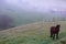 Brown horse at farmland early in the morning. Beautiful horse in the morning fog. Misty morning in coutryside. Pasture background.