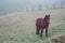 Brown horse at farmland early in the morning. Beautiful horse in the morning fog. Misty morning in coutryside. Pasture background.