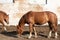 Brown horse feeds on a farm next to other animals in summer