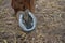 Brown horse feet and hoof with steel worn horseshoe, closeup detail