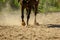 brown horse feet making dust in sand field