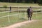 Brown Horse Fenced on a Meadow, Czech Republic, Europe