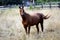 Brown horse in field