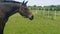 Brown Horse in Field