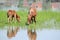 Brown horse and foal