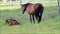 Brown Horse foal and mare on green pasture