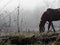 Brown horse in the fog eating grass. Frost and fog