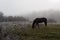 Brown horse in the fog eating grass. Frost and fog