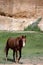 Brown horse in front of pink cliff in Utah