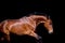 Brown horse galloping  on black background