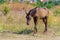 Brown horse goes in the field at summer day. Equine graze beside the road and field. Sad nag stands on the roadside