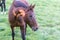 Brown horse grassing on a meadow