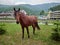 A brown horse is grazed in the summer in front of the hotel in the mountains.