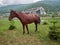 A brown horse is grazed in the summer in front of the hotel in the mountains.