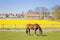 A brown horse grazes on a farm. Field of yellow daffodils. Country dutch spring landscape