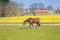 A brown horse grazes on a farm. Field of yellow daffodils. Country dutch spring landscape