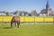 A brown horse grazes on a farm. Field of yellow daffodils. Country dutch spring landscape