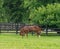 A brown horse grazes in a field.