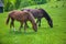 Brown horse grazes on a green juicy pasture.