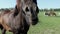 Brown Horse Grazes on a Lawn. it Raises Muzzle and Moves Nostrils to the Camera