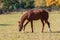 A brown horse grazes in a meadow in a corral