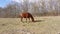 The brown horse grazes in the meadow in early spring or late autumn