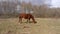 The brown horse grazes in the meadow in early spring or late autumn