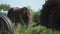 Brown horse grazes near farm equipment on green field