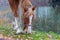 Brown horse grazes near river bank in autumn, closeup portrait of horse_