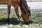 A brown horse grazes on the river bank.