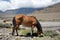 A brown horse grazes on the river bank, against the backdrop of the Himalayan mountains.