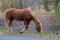 A brown horse grazes by the river bank in the fall_