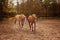 A brown horse grazing in a farm with horses, forest and meadow as a background.