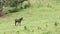 Brown horse grazing grass