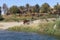 Brown horse grazing on grass on river coast